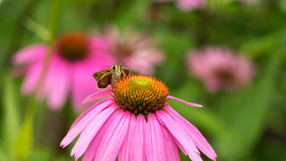 EchinaceaButterfly_ZH-CN7877489878.jpg