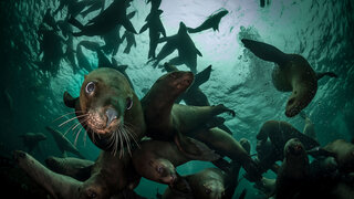 StellarSeaLions_ZH-CN2859514359.jpg